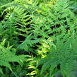 Papratka samičí 'Vernoniae' - Athyrium filix-femina 'Vernoniae'