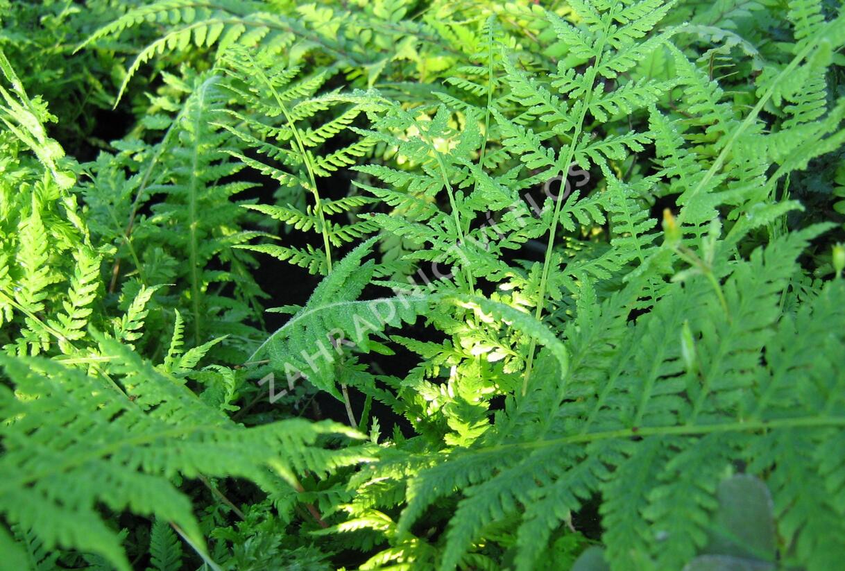 Papratka samičí 'Vernoniae' - Athyrium filix-femina 'Vernoniae'