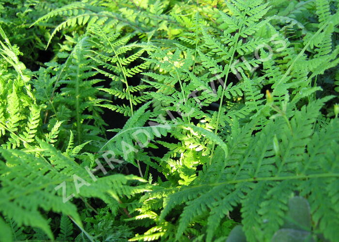 Papratka samičí 'Vernoniae' - Athyrium filix-femina 'Vernoniae'