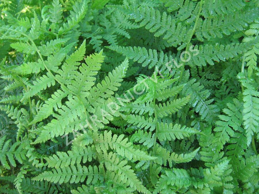 Papratka samičí - Athyrium filix-femina