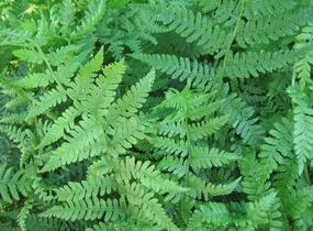 Papratka samičí - Athyrium filix-femina