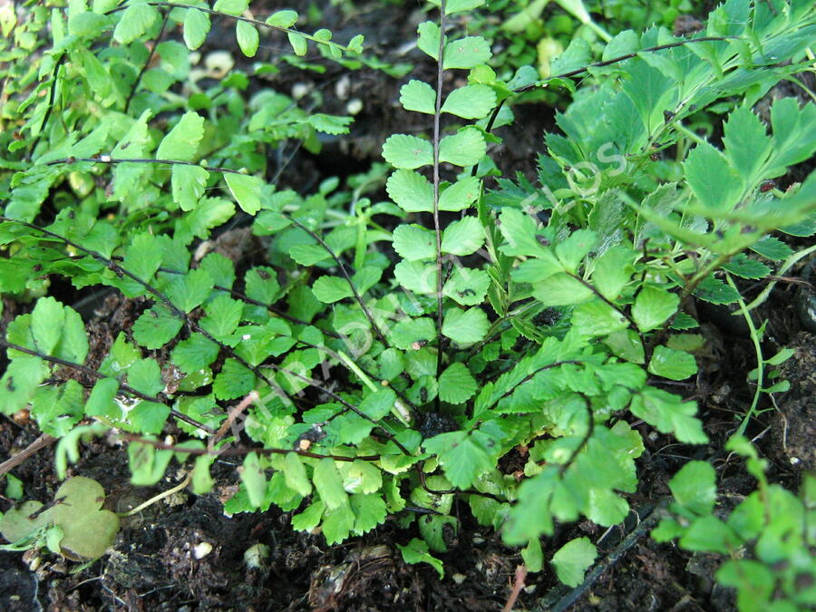 Sleziník červený - Asplenium trichomanes