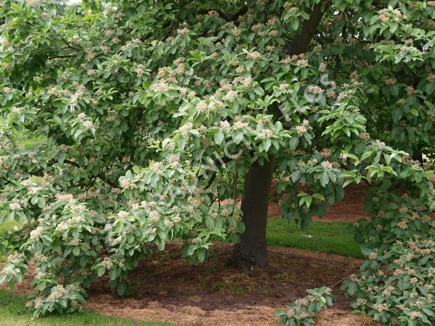 Jeřáb muk 'Magnifica' - Sorbus aria 'Magnifica'