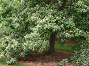Jeřáb muk 'Magnifica' - Sorbus aria 'Magnifica'