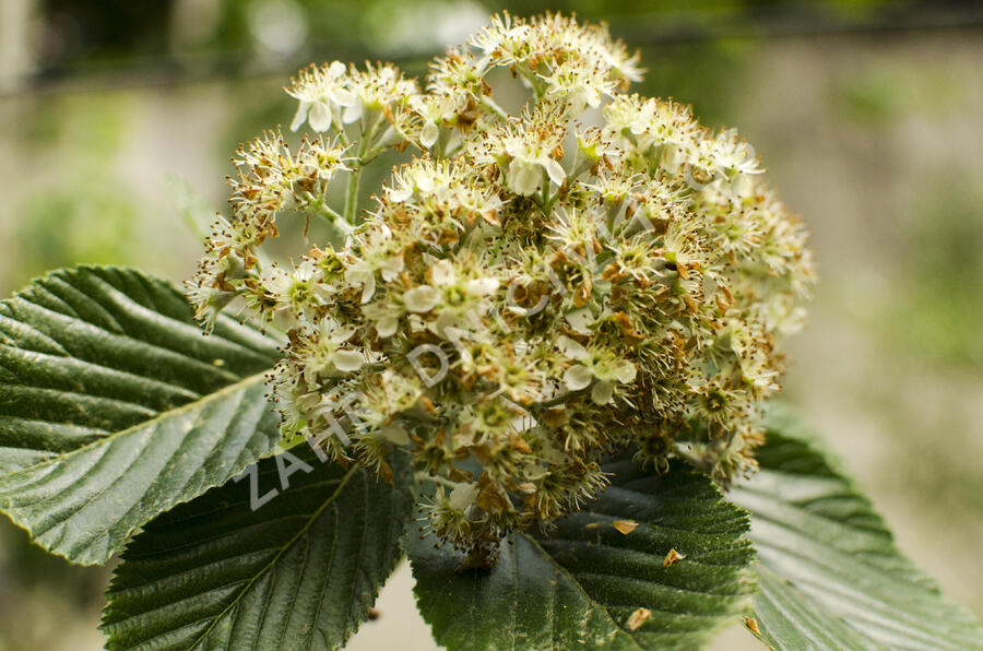 Jeřáb muk 'Magnifica' - Sorbus aria 'Magnifica'