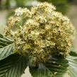 Jeřáb muk 'Magnifica' - Sorbus aria 'Magnifica'