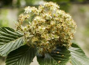 Jeřáb muk 'Magnifica' - Sorbus aria 'Magnifica'