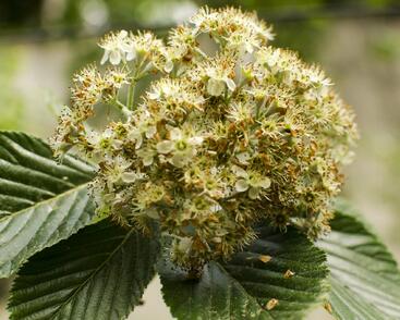 Jeřáb muk 'Magnifica'