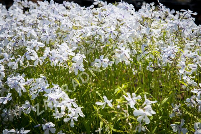 Plamenka 'White Perfume' - Phlox divaricata 'White Perfume'