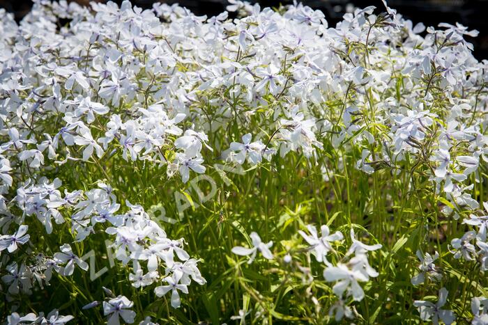 Plamenka 'White Perfume' - Phlox divaricata 'White Perfume'