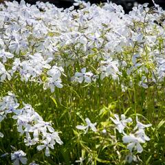 Plamenka 'White Perfume' - Phlox divaricata 'White Perfume'