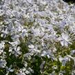 Plamenka 'White Perfume' - Phlox divaricata 'White Perfume'