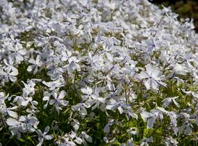 Plamenka rozkladitá 'White Perfume' - Phlox divaricata 'White Perfume'