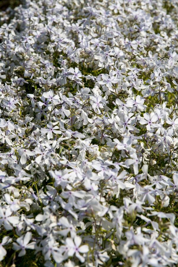 Plamenka rozkladitá 'White Perfume' - Phlox divaricata 'White Perfume'
