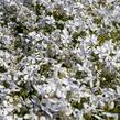 Plamenka 'White Perfume' - Phlox divaricata 'White Perfume'