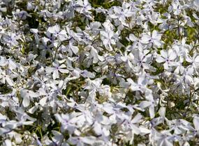 Plamenka rozkladitá 'White Perfume' - Phlox divaricata 'White Perfume'