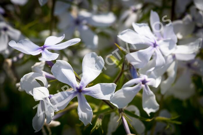 Plamenka rozkladitá 'White Perfume' - Phlox divaricata 'White Perfume'