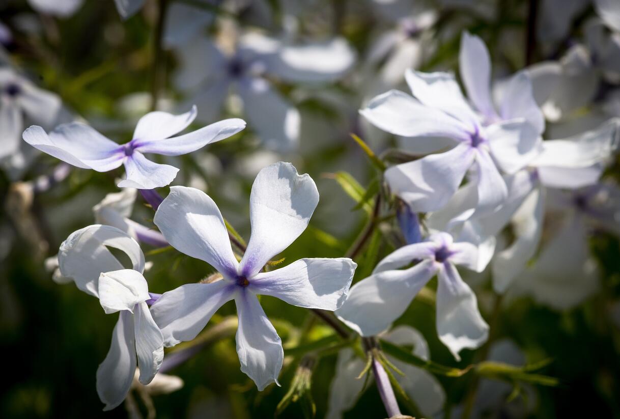 Plamenka rozkladitá 'White Perfume' - Phlox divaricata 'White Perfume'