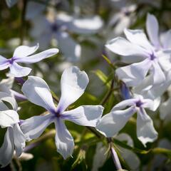 Plamenka rozkladitá 'White Perfume' - Phlox divaricata 'White Perfume'