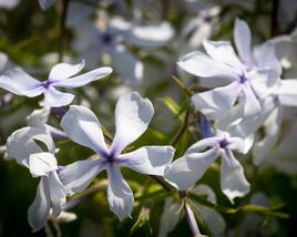 Plamenka rozkladitá 'White Perfume'