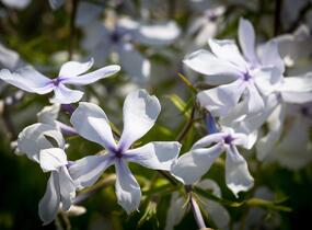 Plamenka rozkladitá 'White Perfume' - Phlox divaricata 'White Perfume'