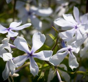 Plamenka 'White Perfume' - Phlox divaricata 'White Perfume'