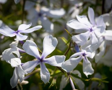 Plamenka rozkladitá 'White Perfume'
