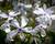 Plamenka rozkladitá 'White Perfume'