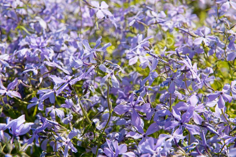 Plamenka rozkladitá - Phlox divaricata ssp. laphamii