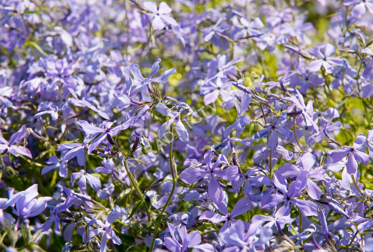 Plamenka rozkladitá - Phlox divaricata ssp. laphamii
