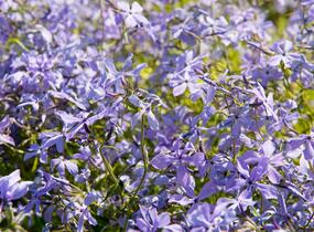 Plamenka rozkladitá - Phlox divaricata ssp. laphamii