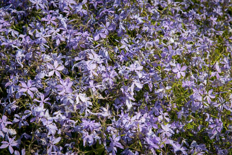 Plamenka rozkladitá - Phlox divaricata ssp. laphamii