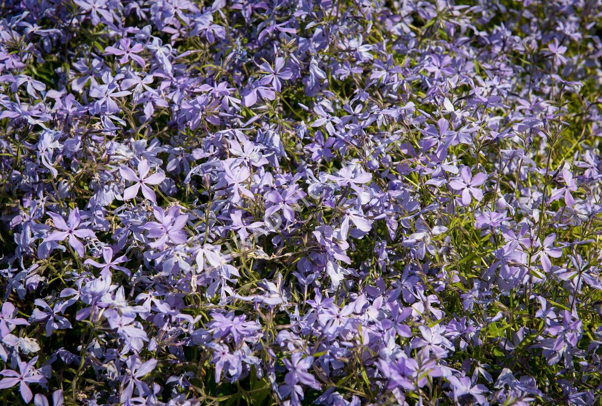 Plamenka rozkladitá - Phlox divaricata ssp. laphamii