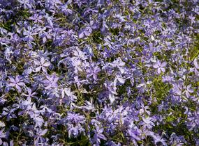 Plamenka rozkladitá - Phlox divaricata ssp. laphamii