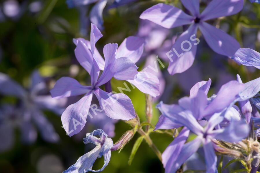 Plamenka rozkladitá - Phlox divaricata ssp. laphamii