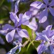 Plamenka rozkladitá - Phlox divaricata ssp. laphamii