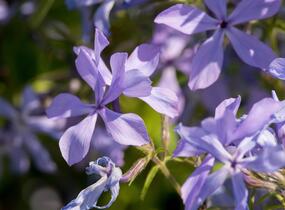 Plamenka rozkladitá - Phlox divaricata ssp. laphamii
