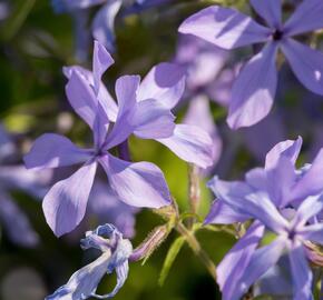 Plamenka rozkladitá - Phlox divaricata ssp. laphamii