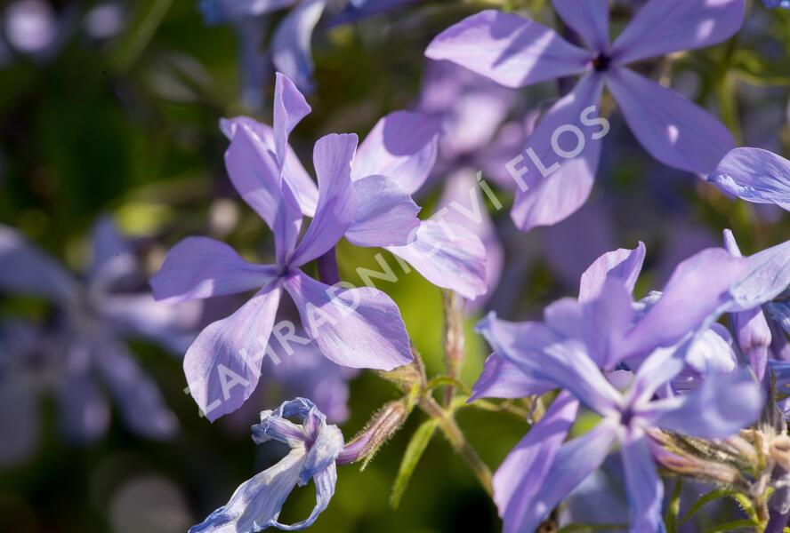 Plamenka rozkladitá - Phlox divaricata ssp. laphamii