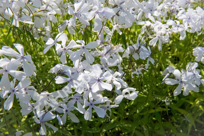 Plamenka rozkladitá 'May Breeze' - Phlox divaricata 'May Breeze'