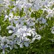 Plamenka 'May Breeze' - Phlox divaricata 'May Breeze'