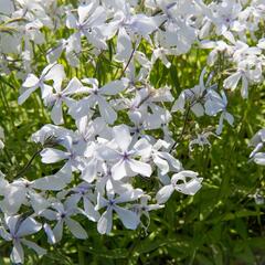 Plamenka rozkladitá 'May Breeze' - Phlox divaricata 'May Breeze'