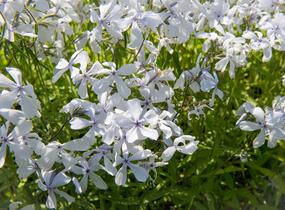 Plamenka rozkladitá 'May Breeze' - Phlox divaricata 'May Breeze'