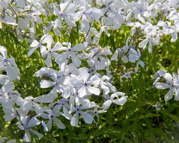Plamenka rozkladitá 'May Breeze'