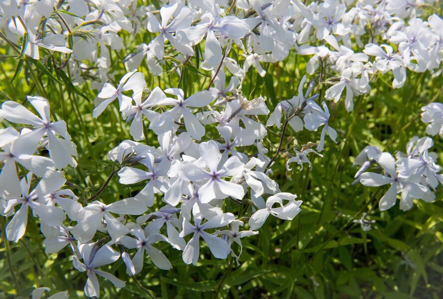 Plamenka rozkladitá 'May Breeze' - Phlox divaricata 'May Breeze'
