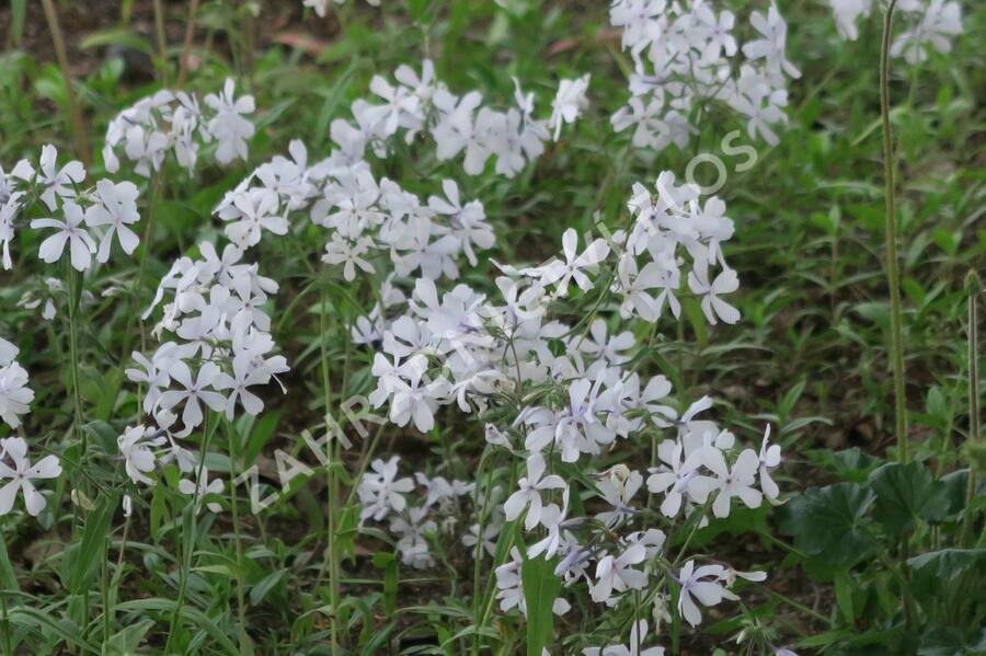 Plamenka rozkladitá 'May Breeze' - Phlox divaricata 'May Breeze'