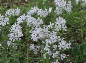 Plamenka rozkladitá 'May Breeze' - Phlox divaricata 'May Breeze'