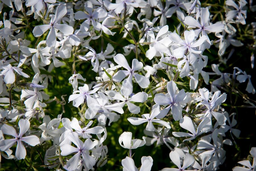 Plamenka rozkladitá 'May Breeze' - Phlox divaricata 'May Breeze'