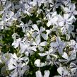 Plamenka rozkladitá 'May Breeze' - Phlox divaricata 'May Breeze'