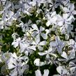 Plamenka 'May Breeze' - Phlox divaricata 'May Breeze'